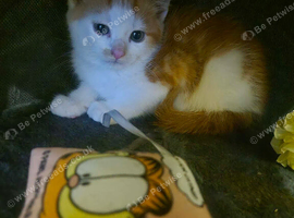 Gorgeous kittens