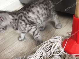 Girls and boys available Persian cross