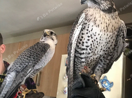 Gyr saker male