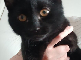 Female kitten
