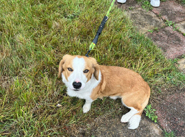 Collie cross Bassett hound