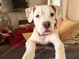 6 month old Alapaha blue blood bulldog for sale