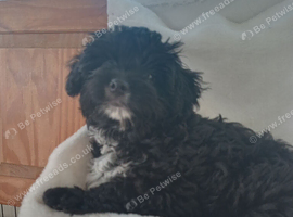Beautiful yorkiepoo puppies