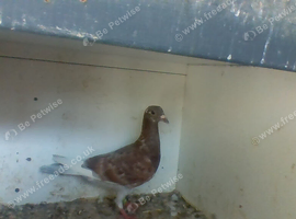 for sale race pigeons
