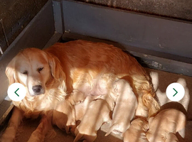 3 BOYS LEFT KC HEALTH TESTED GOLDEN RETRIEVERS