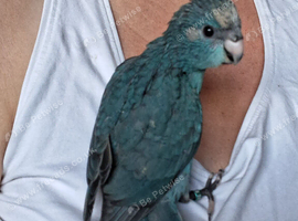 Handreared kakariki