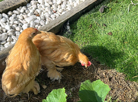 Pekin Chicks