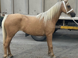 5 year old project mare