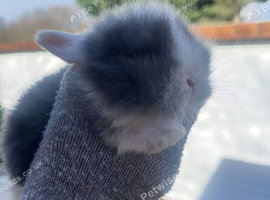 Baby bunnies ready to leave