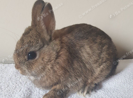 Baby Purebred Netherland Dwarfs