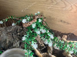 Young female western hognose snake