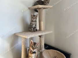 Two Bengals left available