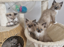 Cheribum ragdolls