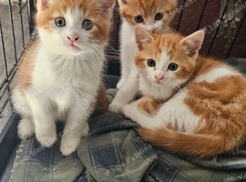 Kittens for sale