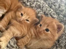 Kittens available 9wks