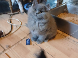 Pedigree Kittens 2female 1male