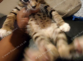 Maine coon x Bengal price reduced