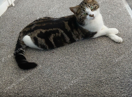 Female cat