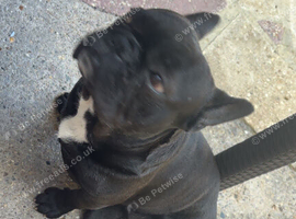 Lovely French bulldog