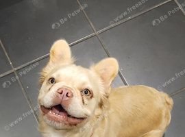 Cream fluffy female frenchie 18mth old
