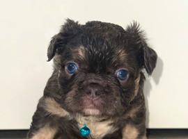 Gorgeous French bulldog puppies