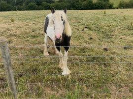 Yearling cob colt