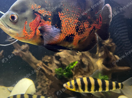 Leporinus
