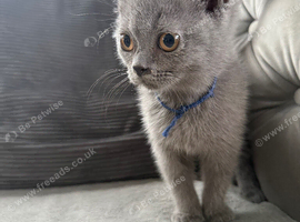 Stunning fluffy male British short haired kitten READY NOW