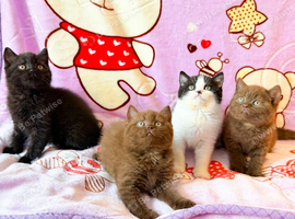 Top quality rainbow litter British shorthair kittens