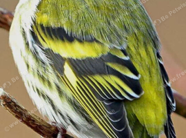 NATIVE GREEN SISKIN MALE