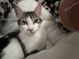 Female Maine coon