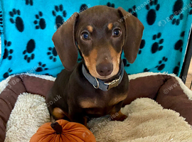 Beautiful Miniature Dachshund Boy