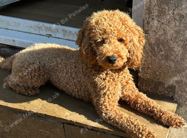 Miniature poodle