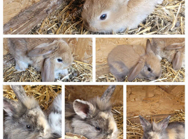 Mini lion lops