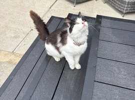 One beautiful female kitten available