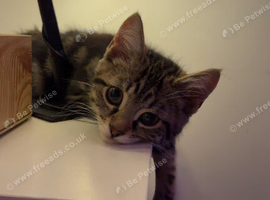 4 month old boy tabby kitten