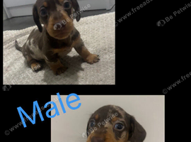 Dachshund puppies