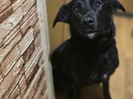 Labrador x collie