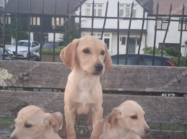 Labrador