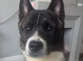 Female Akita rehoming