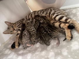 Beautiful bengal kits