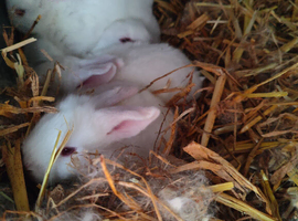 Baby bunnies