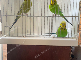 3 cock budgies  for sale