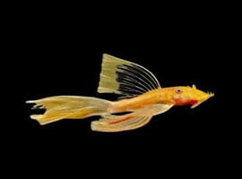 Lemon Longfin Bristlenose plecos 3-4cm