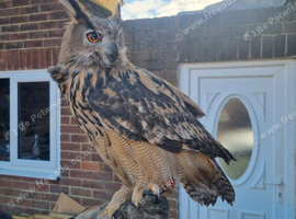 Female European eagle owl