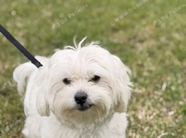 Lovely Maltese Female Dog