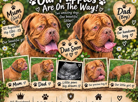 Dogue De Bordeaux Puppies