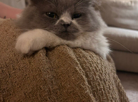 Persian boy 2years 10months