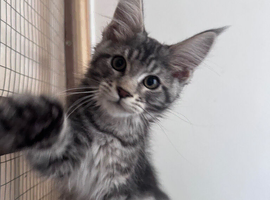 Xxl Male Maine coon active
