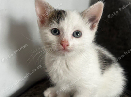 3 Kittens